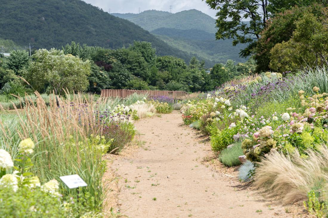 20260713_수영강 상류 수국정원_6.jpg