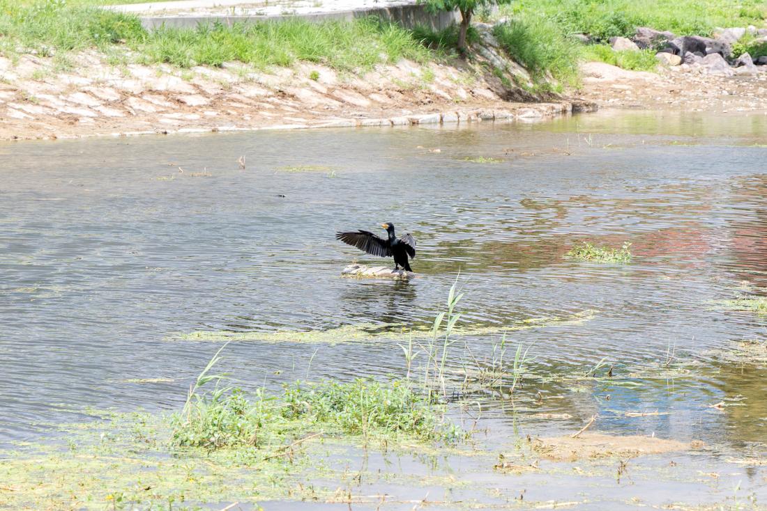 20260713_수영강 상류 수국정원_28.jpg